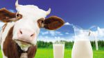 К 2030 году 14 млн молочных ферм прекратят свою работу (мнение эксперта)