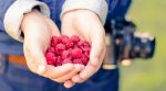 Record crops: Scientists have selected a new raspberry variety