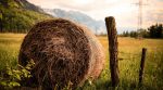 Top 6 facts about straw as an alternative energy source