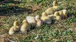 Ducks instead of pesticides: how farmers fight environmental pollution
