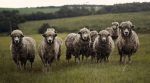 25 euros per sheep: German farmers will be paid extra for shepherding goats and sheep