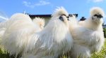 “Glamorous chickens” in the United States