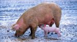 A farmer from Zhytomyr region popularizes pig breeding through his video blog