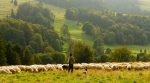 A vacation on a farm: farm tourism is gaining popularity in Finland