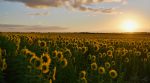 In Vinnytsia, farmers planted the area of an archeological monument with sunflower