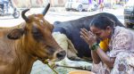 Indian farmers suffer from stray cows roaming the country