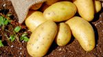 Explosive potatoes: a grenade was found in a potato batch