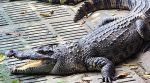 A unique crocodile farm in the Vinnytsia region (video)