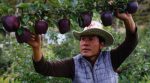 Farmers grow unusual black apples in China (photo)
