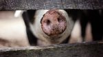 ТОП-5 найм’ясніших пород свиней