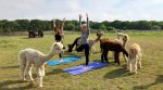 A new agritourism direction, alpaca-yoga, is gaining popularity in the UK