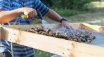Ровенская строительная компания выращивает улиток на эко ферме (фото)