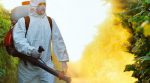 Glyphosate: the most popular herbicide in the world increases the risk of cancer by 40%.
