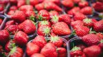 A season of fresh strawberries started in Transcarpathia