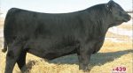 A bull was sold for a record amount of 1.51 million dollars in North Dakota