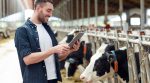 Automated barns: how does a milking machine with artificial intelligence work? (Photo)