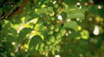 Французька екзотика: на Одещині іноземна компанія вирощує тропічні фрукти (фото)