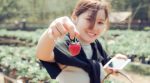 В Китае научились выращивать клубнику на кислых почвах