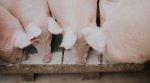 Danish farmers have told how the level of illumination affects the digestion of pigs