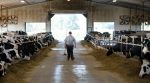 Апартаменти для корів: ірландець побудував інноваційну ферму (фото)