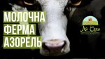 A farmer from Vinnytsia is creating a new breed of cows (video)