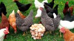 Mozart for chickens: hens of a Turkish farmer lay eggs while listening to classical music