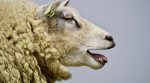 German shepherds might lose their jobs because of global urbanization