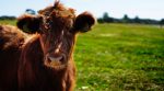 Ukraine without meat: the number of cows of meat breeds is decreasing in the country (expert opinion)