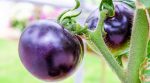 Фиолетовые помидоры: американцы изобрели новый гибрид томата