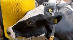 Scientists have established what helps cows give more (research results)