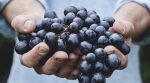 Ученые вывели новые сорта винограда, который не болеет