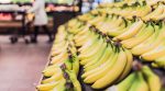 The first banana crop was harvested in the Netherlands