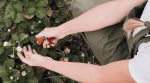 Эко-ферма для хипстеров: на Киевщине молодые супруги выращивает лаванду и ягоды