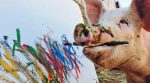 Paintings of a pig named PigCasso are sold for 4 thousand dollars (photo)