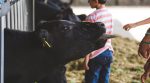 В Австрії для туристів складуть правила поведінки з коровами