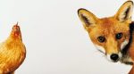 Tables turned: chickens killed a fox in France