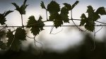 На Херсонщині фермери вироблятимуть паливні брекети з виноградної лози