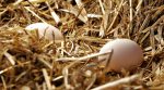 Найближчим часом найприбутковішою нішею для фермерів стануть органічні яйця