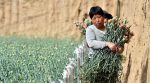 A farmer from China came up with a way to save his village from extinction (photo)