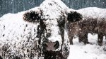 Due to bad weather, farmers had to dig their cows out of snow (video)