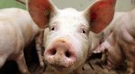 Ученые хотят использовать свиней как инкубаторы для выращивания человеческих органов