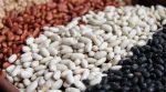 A successful experiment on the cultivation of a new bean variety was conducted in Lviv region