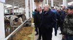 Президент и коровы Лукашенко назвал коровник Освенцимом и приказал уволить ряд чиновников (видео)