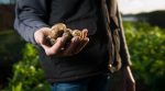 Potato business is the most profitable niche for producers and processors