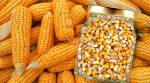 Опасная кукуруза: данная культура ежегодно убивает 4,3 тысячи американских фермеров