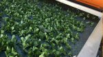 The Italians have created a machine for automatic harvesting of lettuce