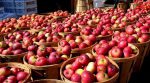 В Новой Зеландии тестируют трактор для автоматического сбора яблок