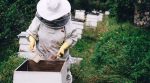 Пчеловодов Украины планируют защитить на законодательном уровне