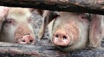 Через африканську чуму свиней тисячі людей можуть залишитися без ліків