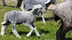 A farmer breeds unique sheep in the Ternopil region